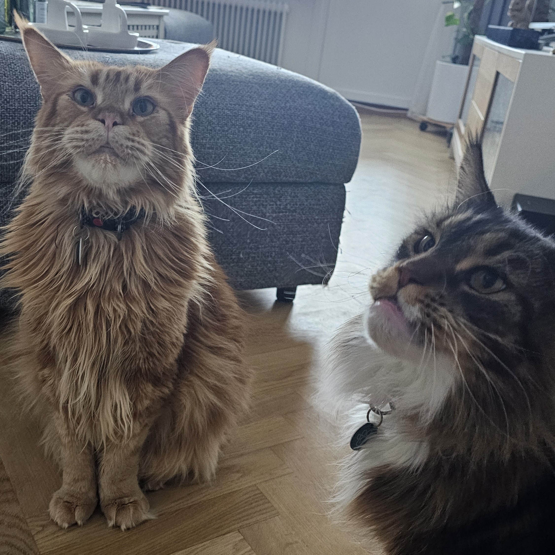 Rufus & Grimm