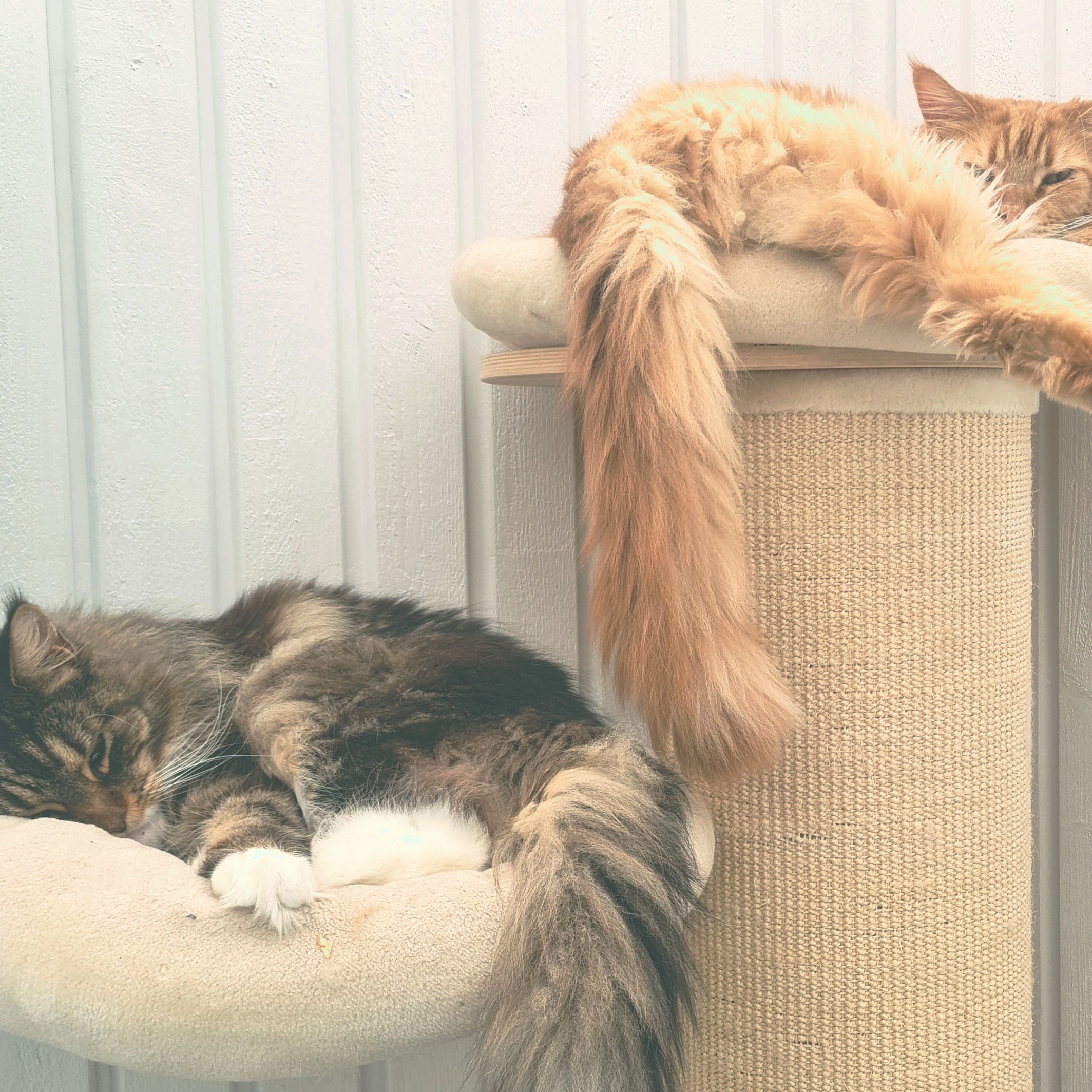Lazy Cats